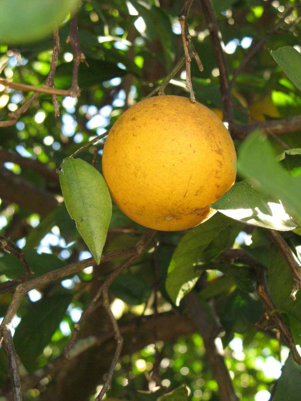            Fruit (Winter Haven, FL)   